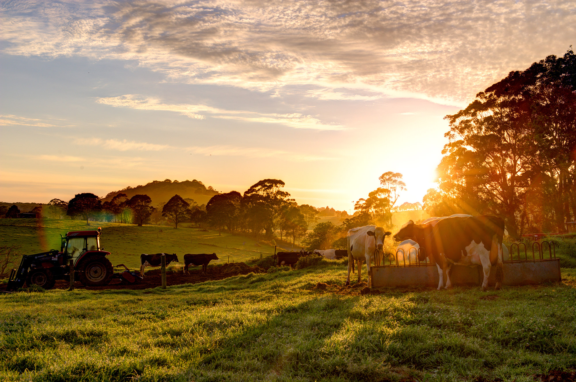 sunrise on the farm