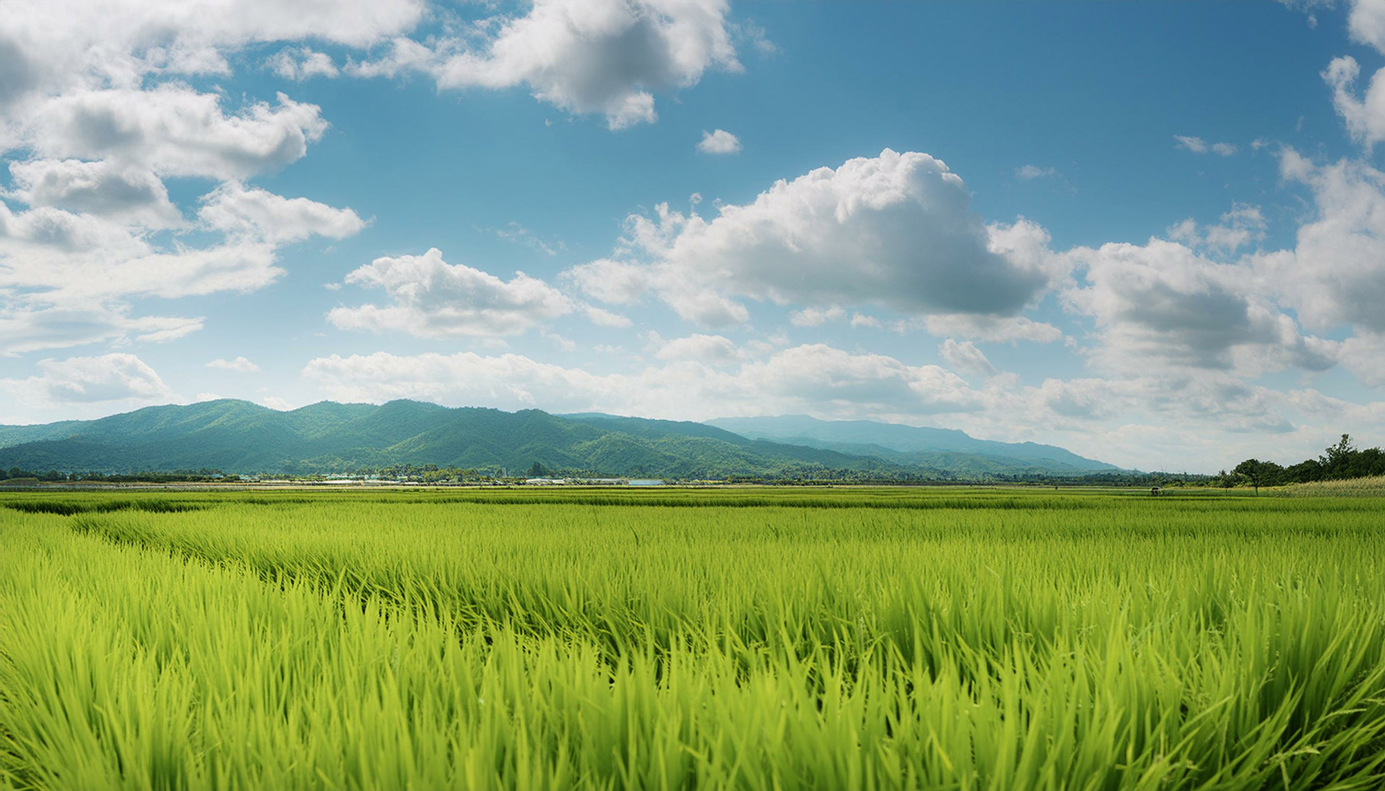 rice field with blue sky